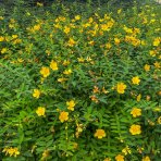 Ľubovník kalíškatý (Hypericum calicinum) ´HIDCOTE´ výška: 50-70 cm, kont. C2L