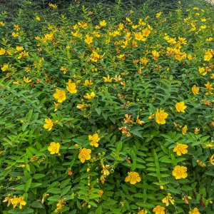 Ľubovník kalíškatý (Hypericum calicinum) ´HIDCOTE´ výška: 40-60 cm, kont. C5L 