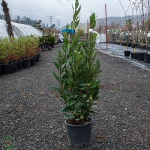 Vavrín pravý - Laurus nobilis (bobkový list) - výška 60-80 cm, kont. C3L 