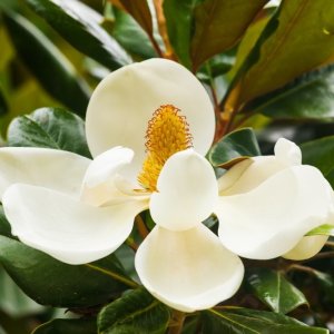 Magnólia veľkokvetá (Magnolia grandiflora) ´LITTLE GEM´ - výška 120-150 cm, kont. C5L (-21°C) - NA KMIENKU
