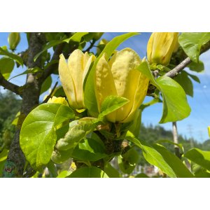 Magnólia brooklinská (Magnolia brooklynensis) ´YELLOW BIRD´ - výška 70-100 cm, kont. C5L (-23°C) 