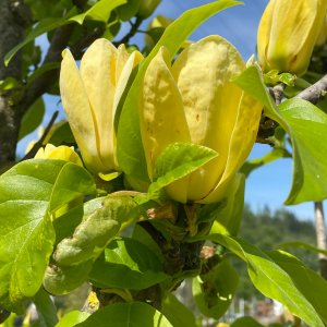 Magnólia brooklinská (Magnolia brooklynensis) ´YELLOW BIRD´ - výška 350-400 cm, kont. C110L (-23°C) - NA KMIENKU