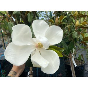Magnólia veľkokvetá (Magnolia grandiflora) ´PRAECOX GOLIATH´ - výška 230-250 cm, kont. C20L/C25L, obvod kmeňa 6/8 cm