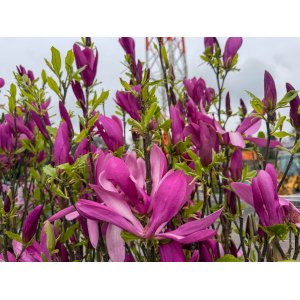 Magnólia hybridná (Magnolia hybrida) ´SUSAN´ - výška 40-60 cm, kont. C3L (-24°C)