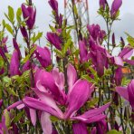 Magnólia hybridná (Magnolia hybrida) ´SUSAN´ - výška 40-60 cm, kont. C3L (-24°C)