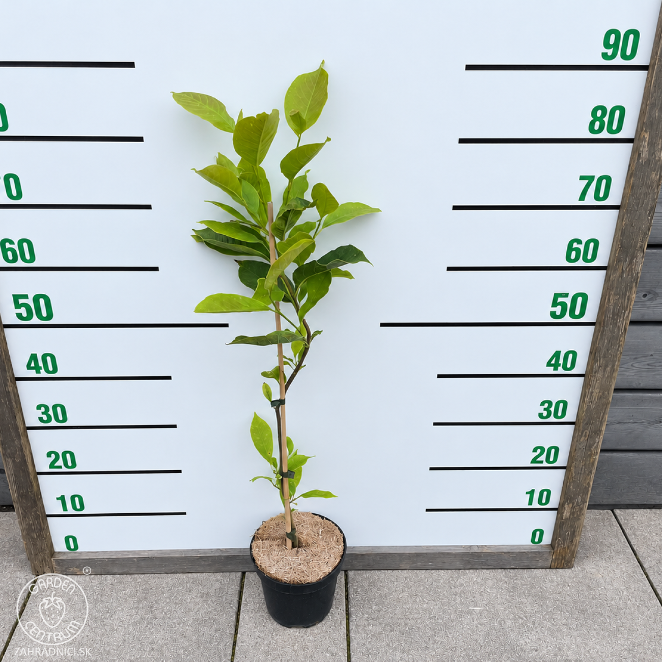 Obrázok Magnólia (Magnolia) ‘CAMEO’® - výška 60-80 cm, kont. C2L