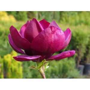 Magnólia (Magnolia soulengeana x liliflora) ´GENIE´ ® - výška 60-80 cm, kont. C5L (-24°C) - kvitnúca 2x ročne