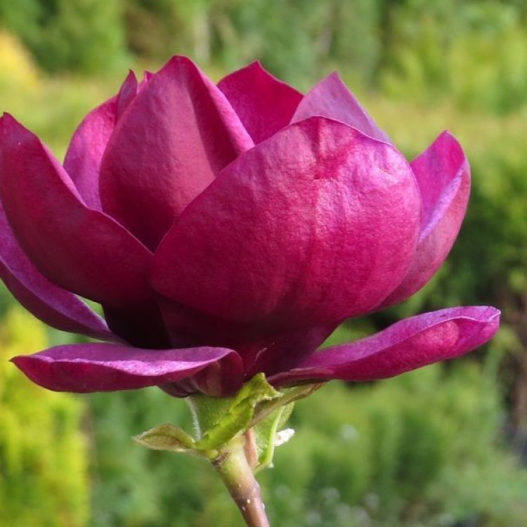 Magnólia (Magnolia soulengeana x liliflora) ´GENIE´ ® - výška 60-80 cm, kont. C5L (-24°C) - kvitnúca 2x ročne