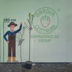 Magnólia soulangeova (Magnolia Soulangena) ´GALAXY´ - výška 220-230 cm, kont. C10L (-20°C) - NA KMIENKU