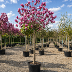 Magnólia soulangeova (Magnolia Soulangena) ´GALAXY´ - výška 220-230 cm, kont. C10L (-20°C) - NA KMIENKU