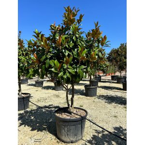 Magnólia veľkokvetá (Magnolia grandiflora) ´GALLISONIENSIS´ - výška 200-250 cm, kont. C180/230L (-17°C) - VIACKMENNÁ