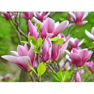 Magnólia Loebnerova (Magnolia loebneri) ´GEORGE HENRY KERN´ - výška 30-50 cm, kont. C3L (-24°C)