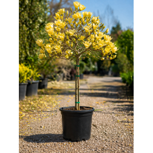 Magnólia (Magnolia × brooklynensis) ´YELLOW LANTERN´ - výška 110-120 cm, kont. C5L (-24°C) - NA KMIENKU