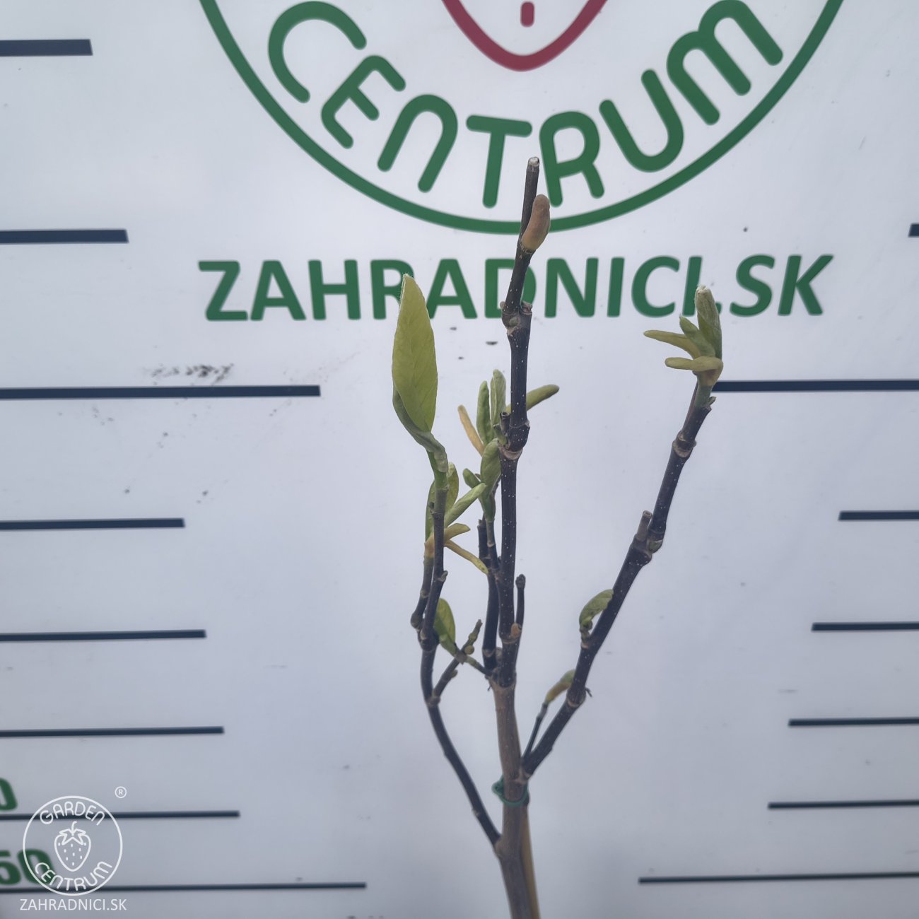Obrázok Magnólia (Magnolia × brooklynensis) ´YELLOW LANTERN´ - výška 110-120 cm, kont. C5L (-24°C) - NA KMIENKU