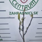 Magnólia (Magnolia × brooklynensis) ´YELLOW LANTERN´ - výška 110-120 cm, kont. C5L (-24°C) - NA KMIENKU