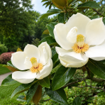 Magnólia veľkokvetá (Magnolia grandiflora) ‘MARYLAND’ - výška 40-70 cm, kont. C5L