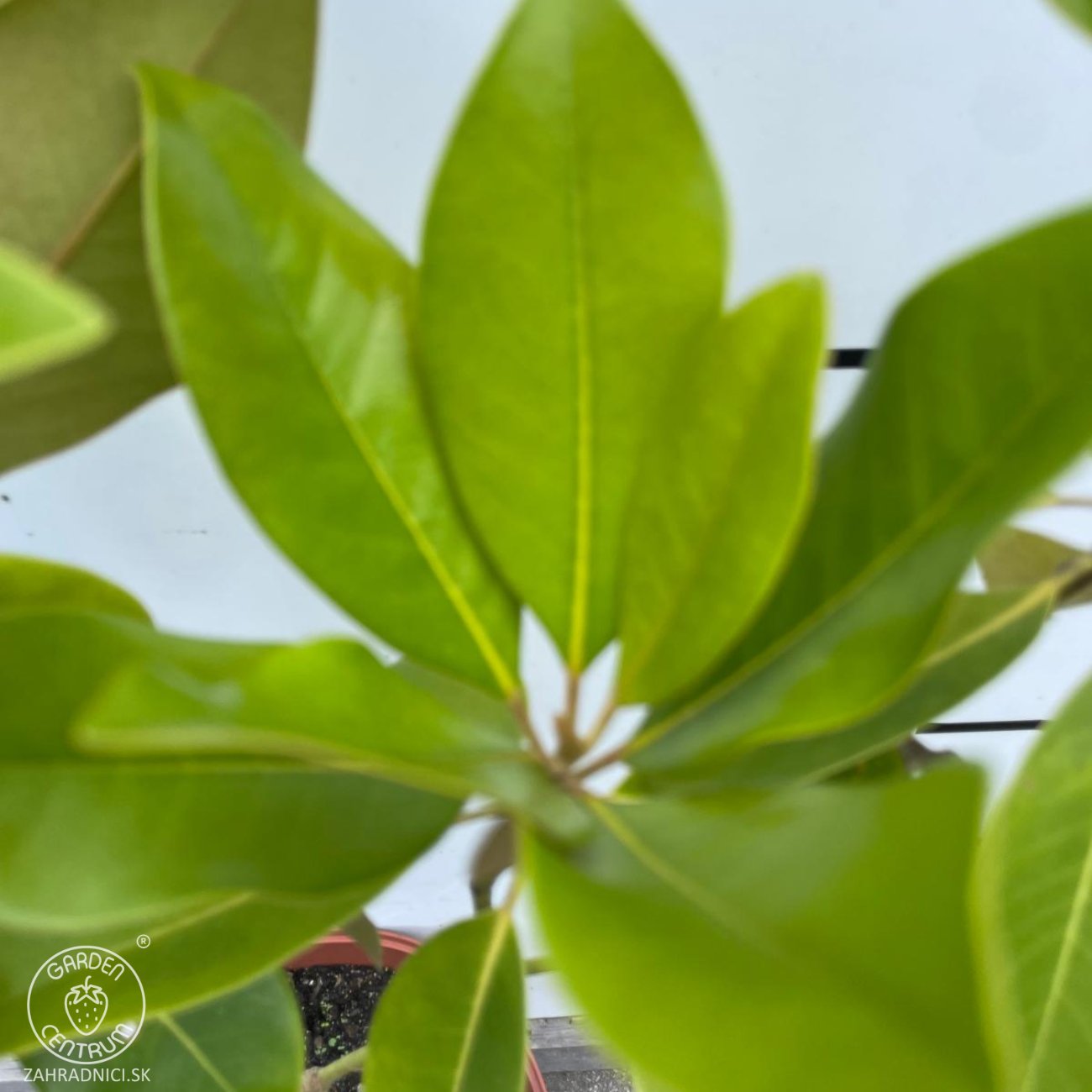 Obrázok Magnólia veľkokvetá (Magnolia grandiflora) ‘MARYLAND’ - výška 40-70 cm, kont. C5L