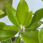 Magnólia veľkokvetá (Magnolia grandiflora) ‘MARYLAND’ - výška 40-70 cm, kont. C5L