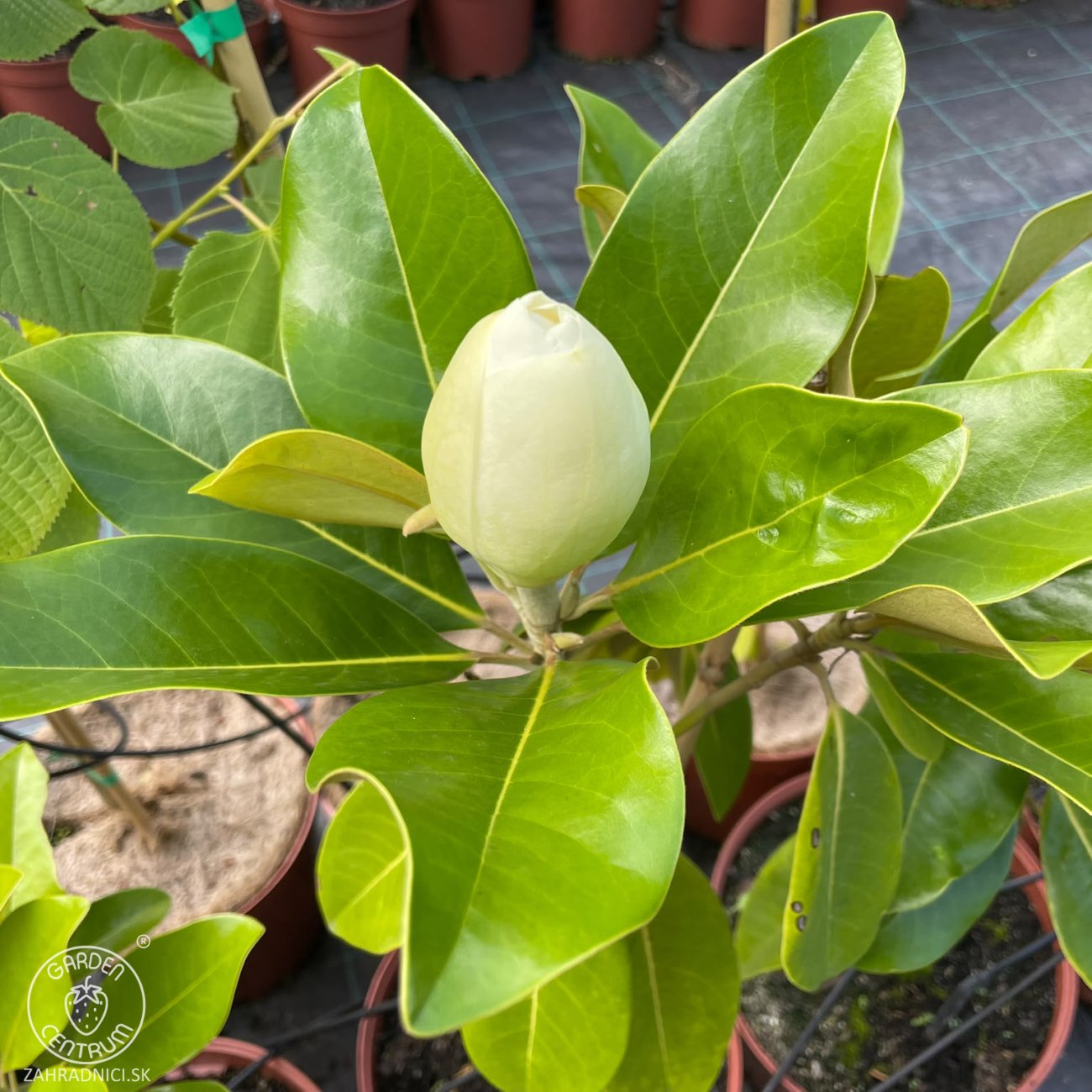 Obrázok Magnólia veľkokvetá (Magnolia grandiflora) ‘MARYLAND’ - výška 40-70 cm, kont. C5L