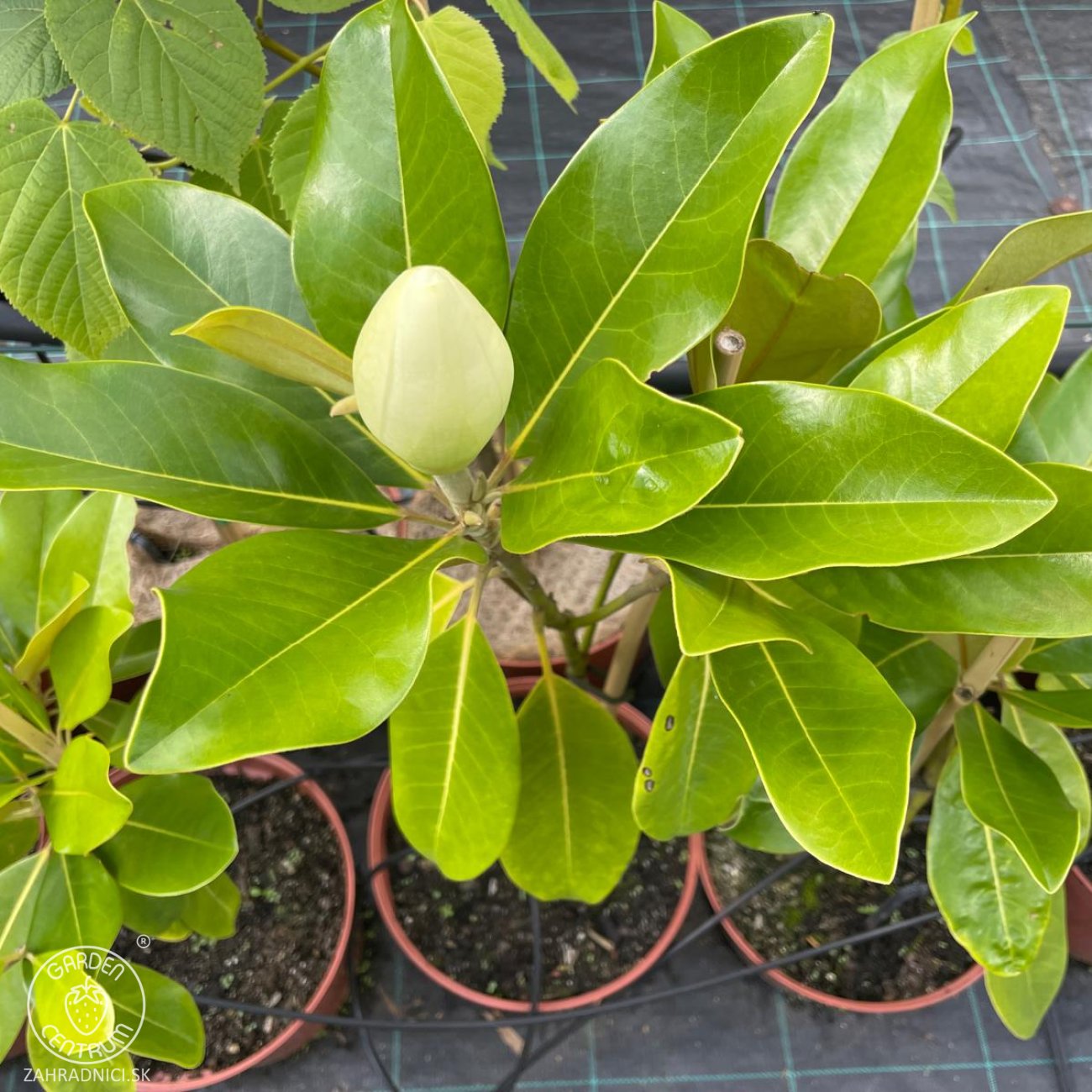 Obrázok Magnólia veľkokvetá (Magnolia grandiflora) ‘MARYLAND’ - výška 40-70 cm, kont. C5L