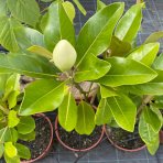 Magnólia veľkokvetá (Magnolia grandiflora) ‘MARYLAND’ - výška 40-70 cm, kont. C5L