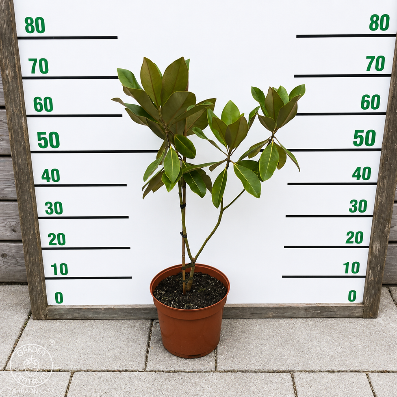 Obrázok Magnólia veľkokvetá (Magnolia grandiflora) ‘MARYLAND’ - výška 40-70 cm, kont. C5L