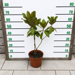 Magnólia veľkokvetá (Magnolia grandiflora) ‘MARYLAND’ - výška 40-70 cm, kont. C5L