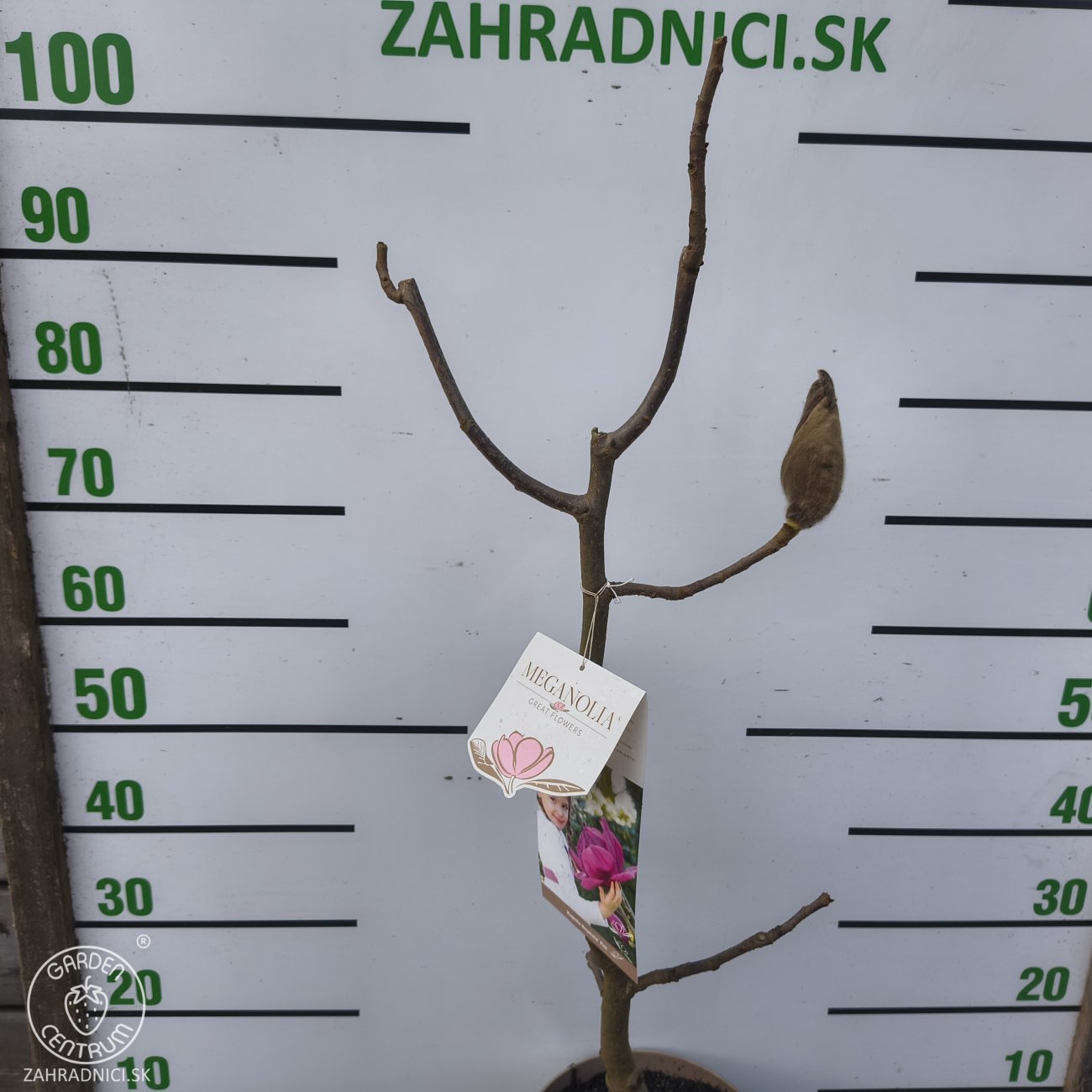 Obrázok Magnólia (Magnolia) ‘MEGANOLIA’® – výška 70-90 cm, kont. C7L
