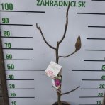 Magnólia (Magnolia) ‘MEGANOLIA’® – výška 70-90 cm, kont. C7L