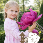 Magnólia (Magnolia) ‘MEGANOLIA’® – výška 50–70 cm, kont. C7L