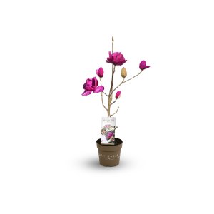 Magnólia (Magnolia) ‘MEGANOLIA’® – výška 70-90 cm, kont. C7L