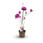 Magnólia (Magnolia) ‘MEGANOLIA’® – výška 50–70 cm, kont. C7L