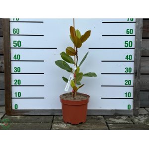 Magnólia veľkokvetá (Magnolia grandiflora) ´FRANCOIS TREYVE´ - výška 40-60 cm, kont. C5L (-24°C)