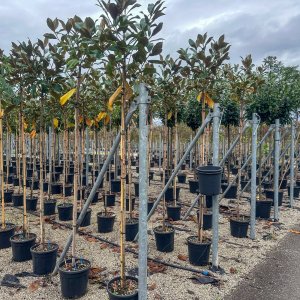 Magnólia veľkokvetá (Magnolia grandiflora) ´GALLISONIENSIS´ - výška 230-250 cm, kont. C25L, obvod kmeňa 6/8 cm - NA KMIENKU