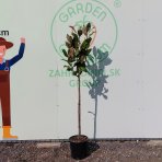 Magnólia veľkokvetá (Magnolia grandiflora) ´GALLISONIENSIS´ - výška 160-170 cm, kont. C18L - NA KMIENKU  (-18°C) 