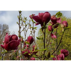 Magnólia (Magnolia soulengeana x liliflora) ´GENIE´ ® - výška 130-150 cm, kont. C55L (-24°C) - kvitnúca 2x ročne