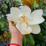 Magnólia veľkokvetá (Magnolia grandiflora) ´LITTLE GEM´ - výška 120-140 cm, kont. C3L (-21°C) NA KMIENKU