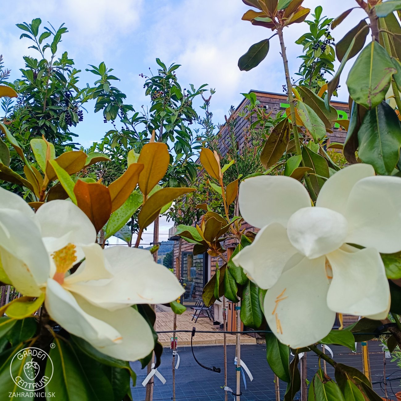Obrázok Magnólia veľkokvetá (Magnolia grandiflora) ´GALLISONIENSIS´ - výška 200-250 cm, kont. C180/230L (-17°C) - VIACKMENNÁ