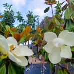 Magnólia veľkokvetá (Magnolia grandiflora) ´GALLISONIENSIS´ - výška 200-250 cm, kont. C180/230L (-17°C) - VIACKMENNÁ