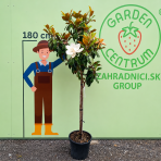 Magnólia veľkokvetá (Magnolia grandiflora Praecox) ´GOLIATH´ - výška 150-180 cm, obvod kmeňa 10/12 cm, kont. C30L (-21°C) - NA KMIENKU 