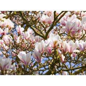 Magnólia japonská (Magnolia kobus)  - výška 250-300 cm, obvod kmeňa 6/8 cm, kont. C25L -  NA KMIENKU