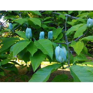 Magnólia končistolistá (Magnolia Acuminata) ´BLUE OPAL´ - výška 70-100 cm, kont. C5L (-23°C)