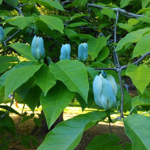 Magnólia končistolistá (Magnolia Acuminata) ´BLUE OPAL´ - výška 15-25 cm, kont. C5L (-23°C)