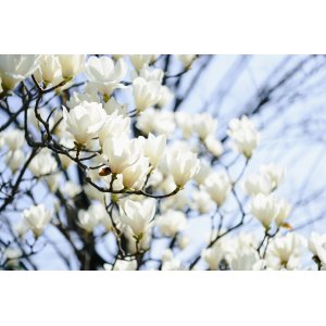 Magnólia soulangeova (Magnolia Soulangeana) ´ALBA SUPERBA´ - výška 130-160 cm, kont. C9L/C12L  (-24°C) NA KMIENKU