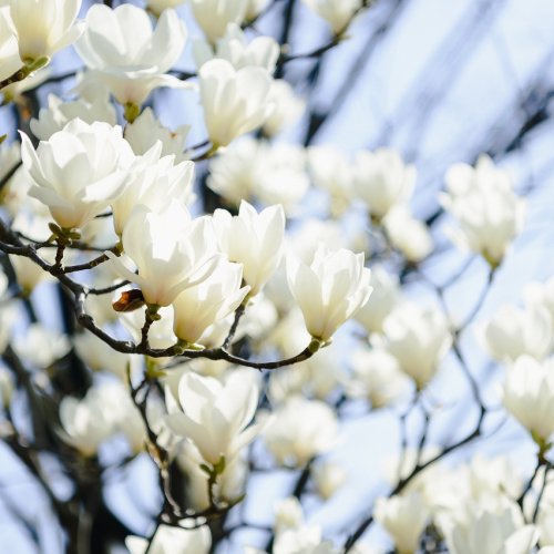 Magnólia soulangeova (Magnolia Soulangeana) ´ALBA SUPERBA´ výška: 130-160 cm, kont. C9L/C12L  (-24°C) NA KMIENKU