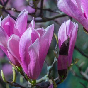 Magnólia ľaliokvetá (Magnolia liliflora) ´BETTY´ - výška 50-70 cm, kont. C2L (-24°C)