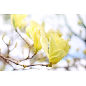 Magnólia končistolistá (Magnolia Acuminata) ´ELIZABETH´ - výška 50-80 cm, kont. C3L/C5L (-24°C)
