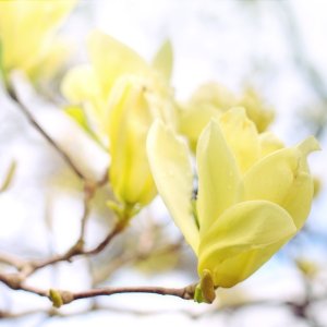 Magnólia končistolistá (Magnolia Acuminata) ´ELIZABETH´ výška: 50/80 cm, kont. C3L/C5L (-24°C)
