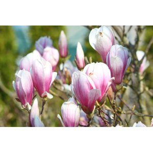 Magnolia soulangeova (Magnolia Soulangeana) ´HEAVEN SCENT´ - výška 130-150 cm, kont. C12L (-24°C) NA KMIENKU