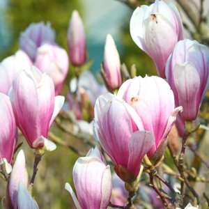 Magnolia soulangeova (Magnolia Soulangeana) ´HEAVEN SCENT´ - výška 130-160 cm, kont. C7L - NA KMIENKU (-24°C)